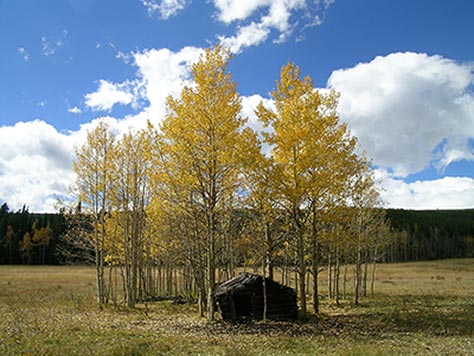 Aspen Shed