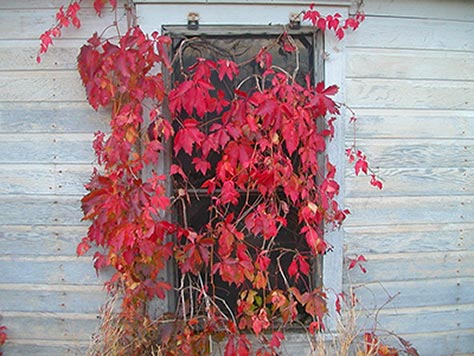 Autumn Window