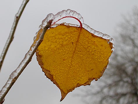 Frozen Aspen