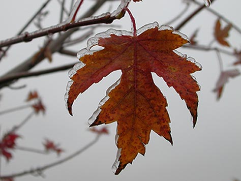 Frozen Maple