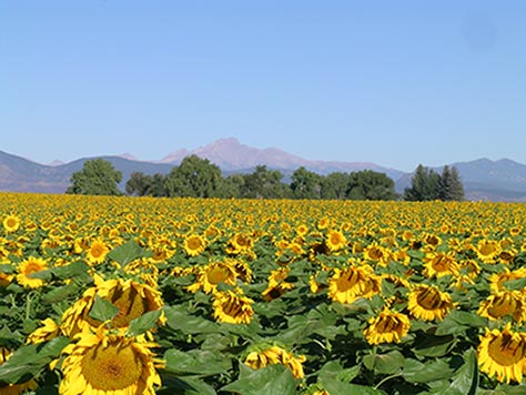 Sunflowers