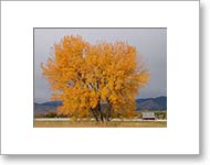 Matted Photo
