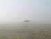 Fog Horse